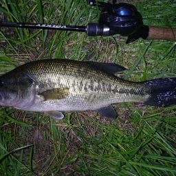 ラージマウスバス