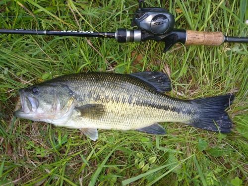 ラージマウスバスの釣果