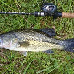 ラージマウスバス