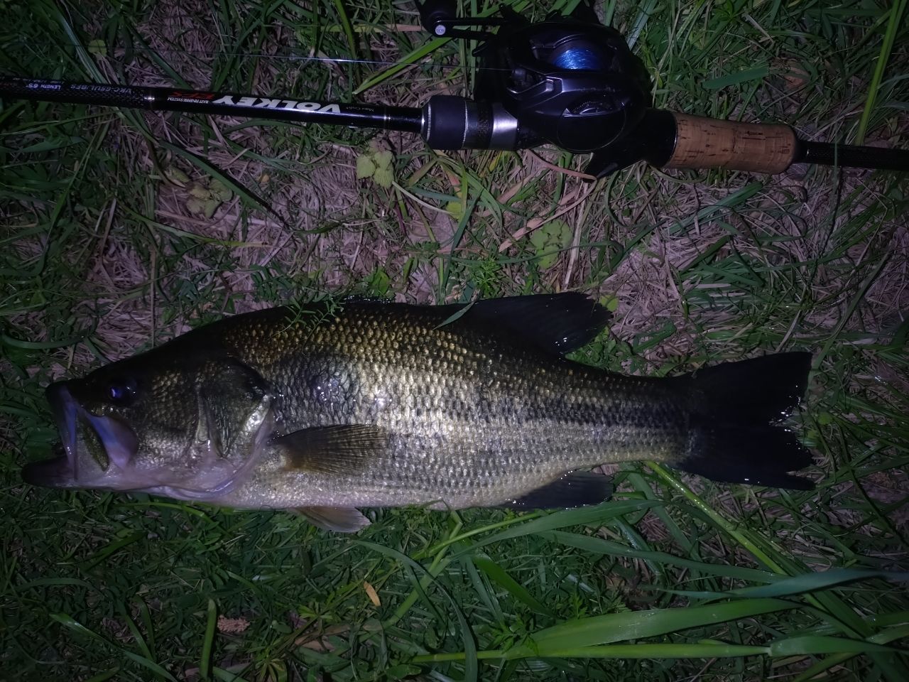 ラージマウスバス