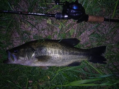 ラージマウスバスの釣果