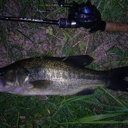 ラージマウスバス