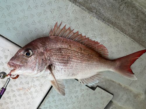 マダイの釣果