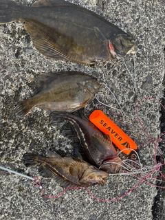 シマゾイの釣果