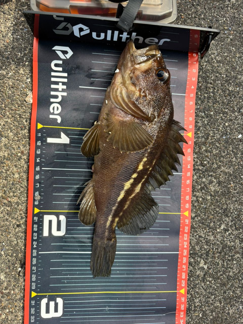 す〜ちゃまさんの釣果 2枚目の画像