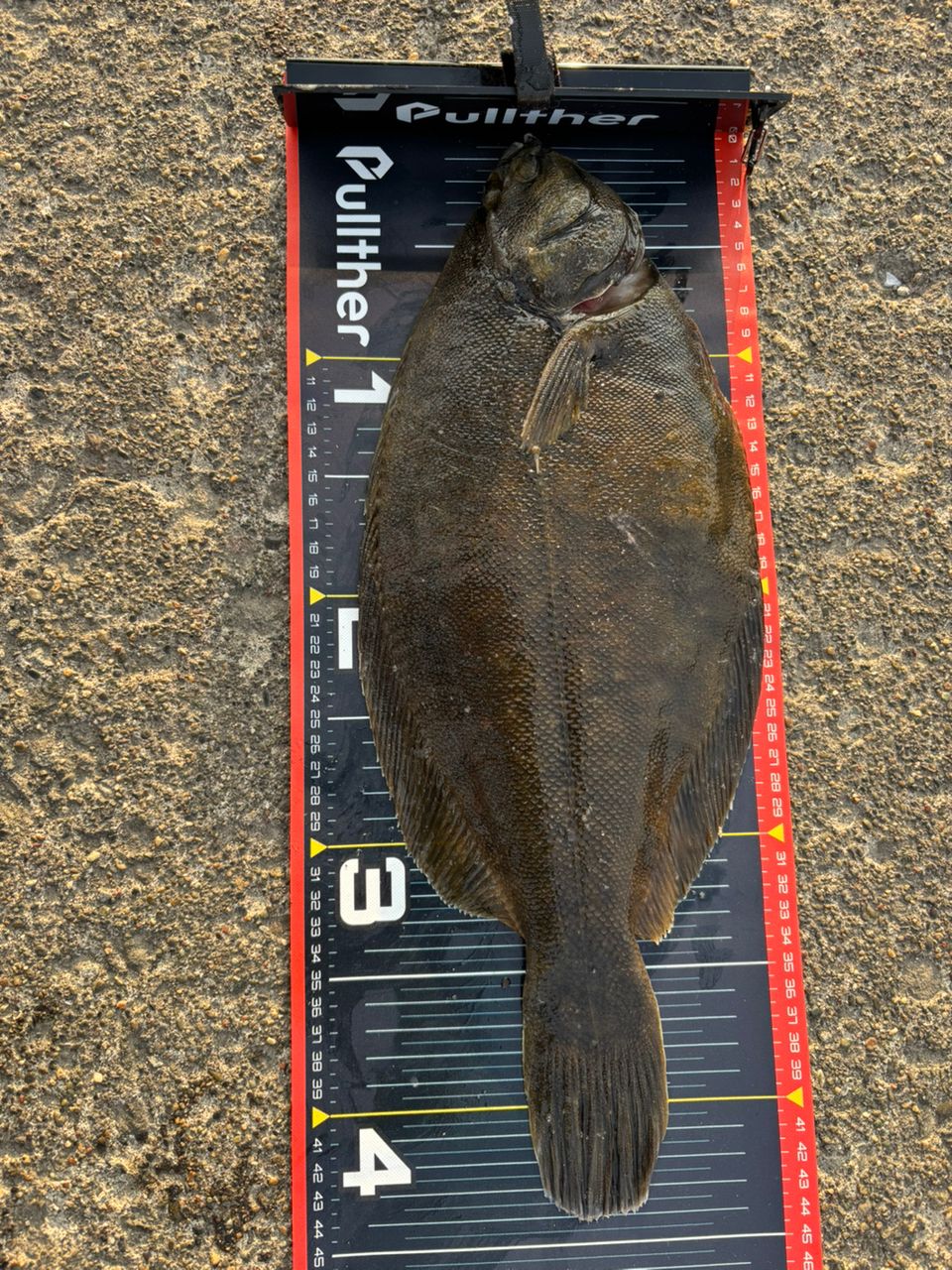 す〜ちゃまさんの釣果 3枚目の画像