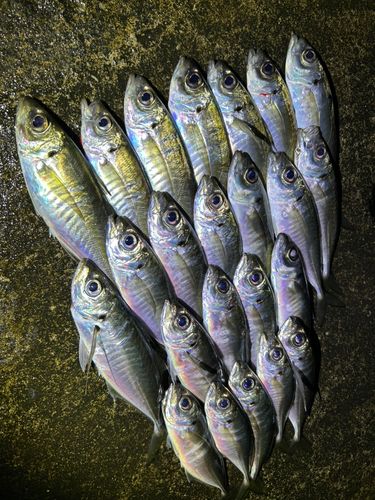 アジの釣果