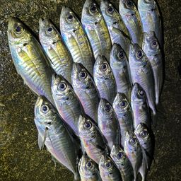 アジ