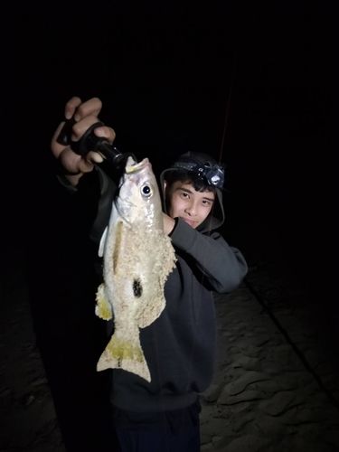 ニセクロホシフエダイの釣果