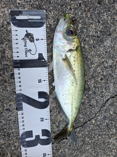 メアジの釣果