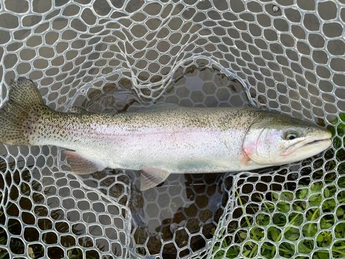 レインボートラウトの釣果