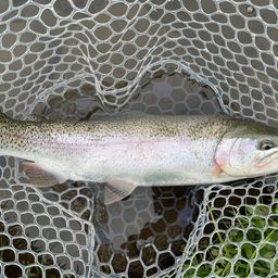 レインボートラウト