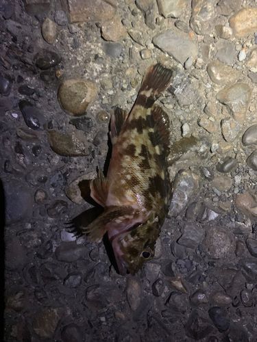 カサゴの釣果