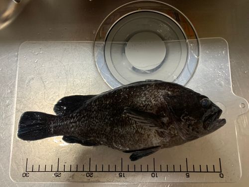 クロソイの釣果