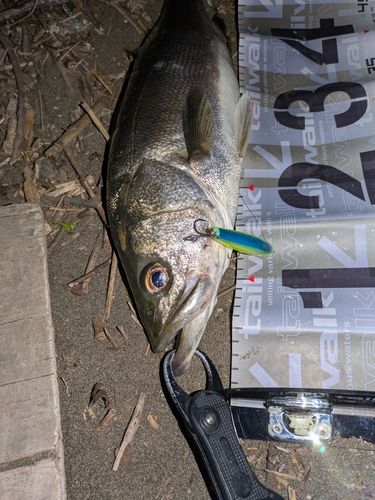 フッコ（マルスズキ）の釣果