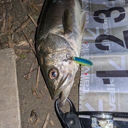 フッコ（マルスズキ）