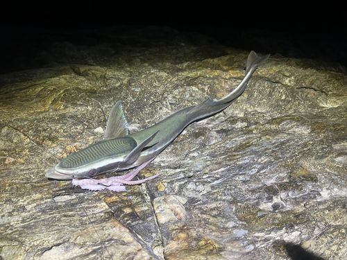 コバンザメの釣果