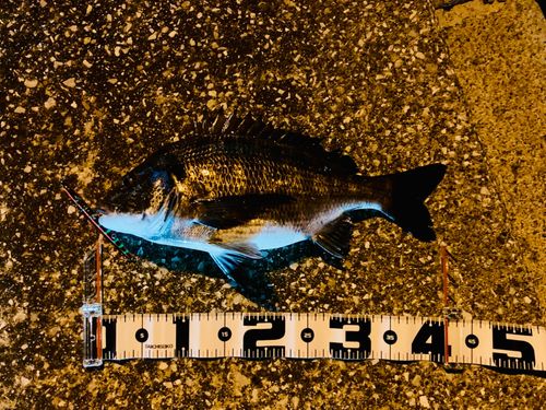 クロダイの釣果