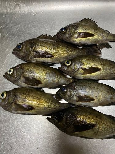 メバルの釣果