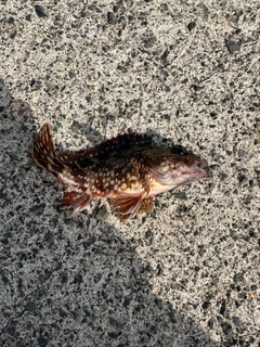 カサゴの釣果
