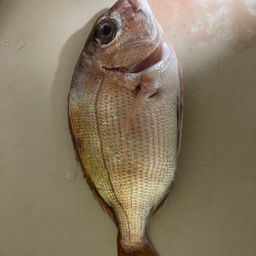 マダイ