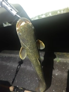 ナマズの釣果