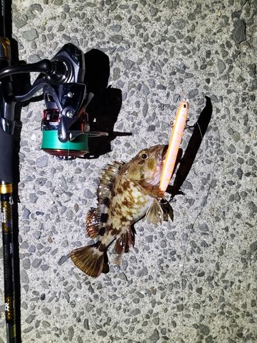 ガシラの釣果