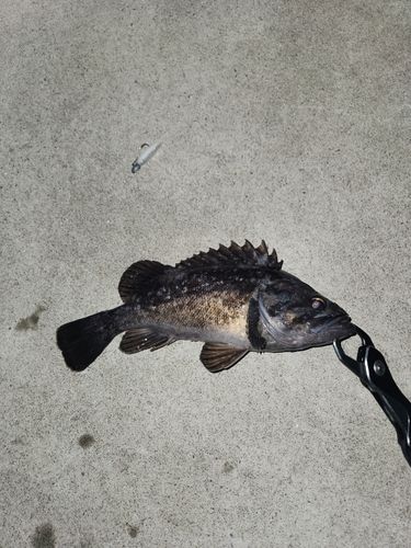 クロソイの釣果