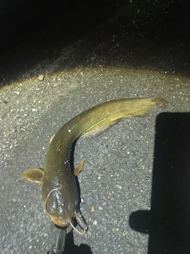 ナマズの釣果