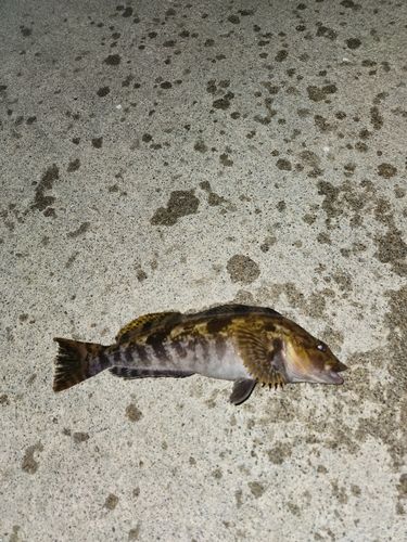 アイナメの釣果