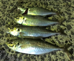 アジの釣果