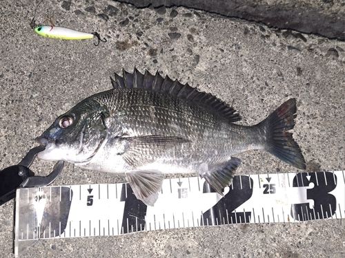 クロダイの釣果