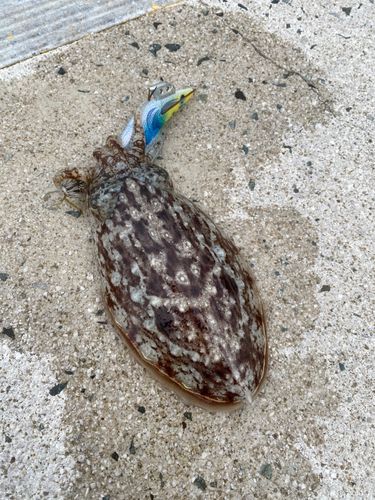 ヤリイカの釣果