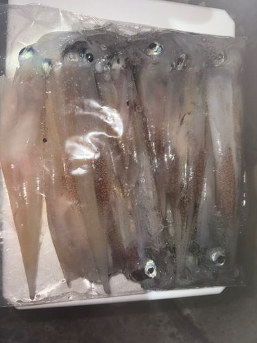 ヤリイカの釣果