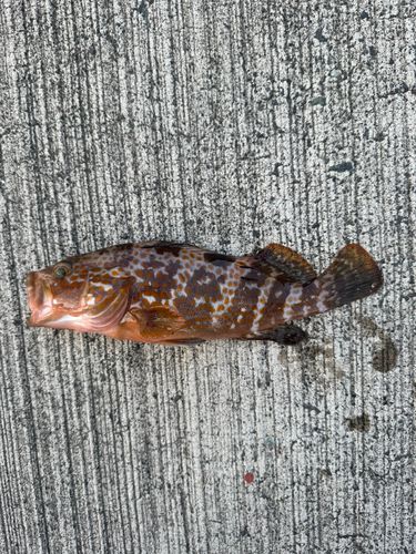 アコウの釣果