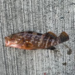 アコウ