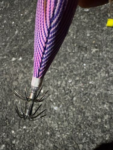 オオモンハタの釣果