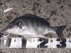キビレの釣果