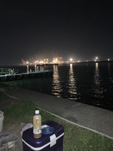 アナゴの釣果