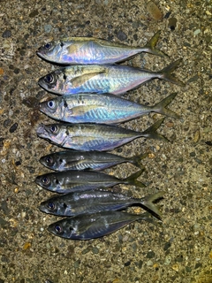 アジの釣果