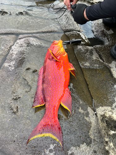 オジサンの釣果