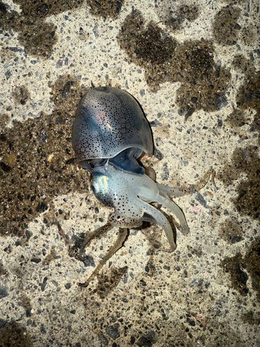 ミミイカの釣果