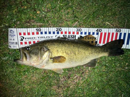 ブラックバスの釣果