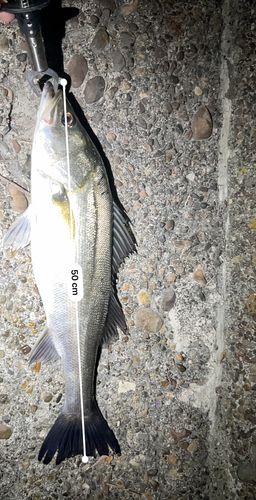 シーバスの釣果