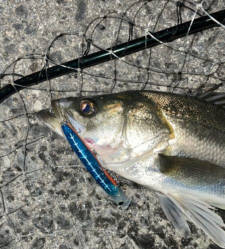 シーバスの釣果