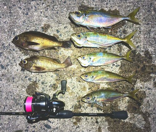アジの釣果