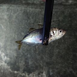 アジ