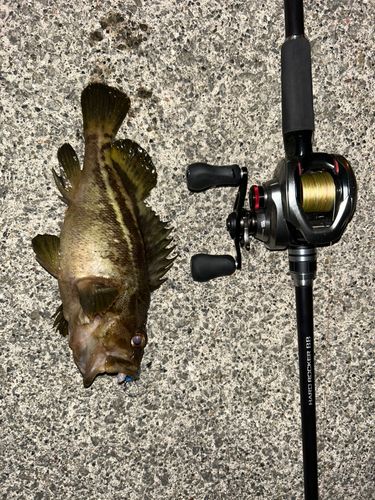 シマゾイの釣果