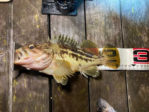 シマゾイの釣果