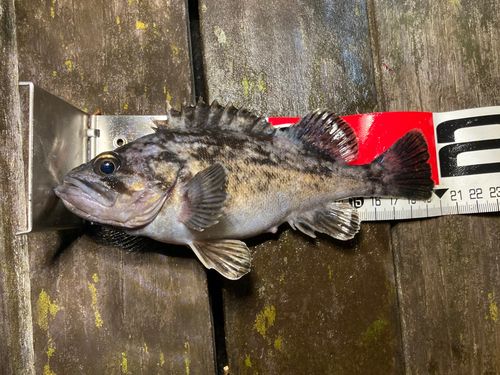 シマゾイの釣果